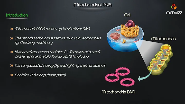 Mitochondrial DNA - Medvizz molecular biology animated lectures - DayDayNews