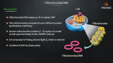 Mitochondrial DNA - Medvizz molecular biology animated lectures
