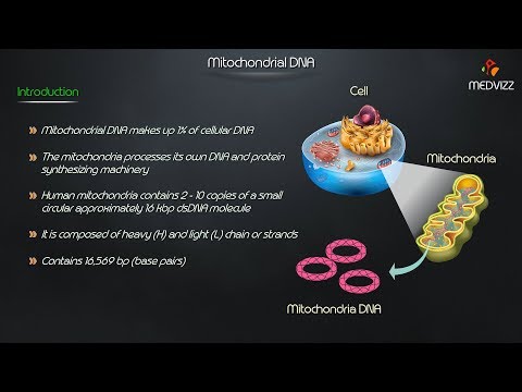 माइटोकॉन्ड्रियल डीएनए - मेडविज़ आणविक जीव विज्ञान एनिमेटेड व्याख्यान