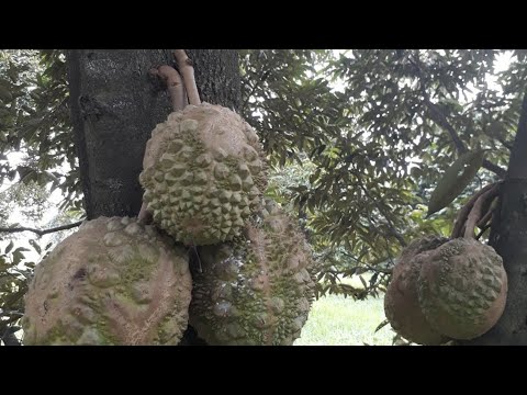 Video: Durian - Khasiat Bermanfaat, Rasa, Bau, Kandungan Kalori