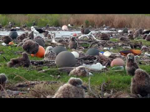 Video: Fiziskais vides piesārņojums: veidi, avoti, piemēri