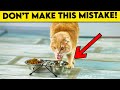 This Common Mistake Can Shorten Your Cat's Life