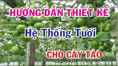 Hướng dẫn tự thiết kế thi công hệ thống tưới cho cây táo vườn anh Tránh Duyên