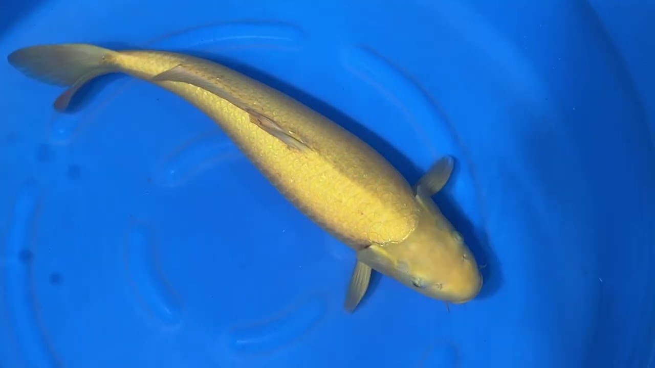 Kigoi - koi #y0504t045 - Otsuka Koi Farm