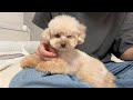 【悲報】トリミングから戻った愛犬の目が開かなくなりました【トイプードル】