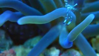 WOMEN DIVER - WHITE SPOT ANEMONE SHRIMP (CLEANER SHRIMP)
