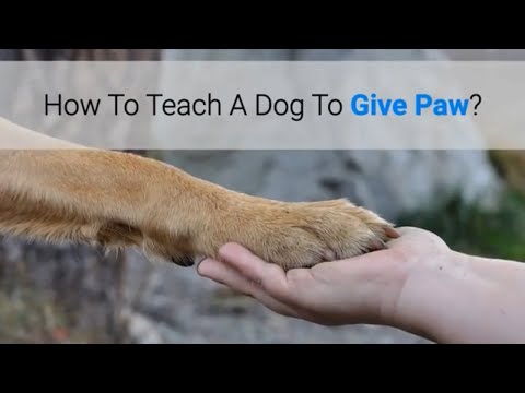 How To Teach A Dog To Give Paw?