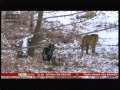 Tiger & Goat (Amur and Timur) - BBC World News - 3rd January 2016