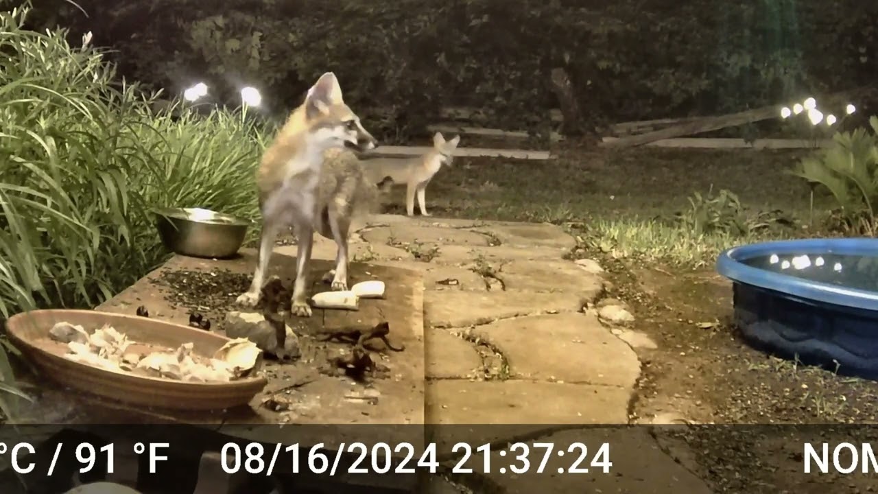 Mother Gray Fox and Kit August 16 2024