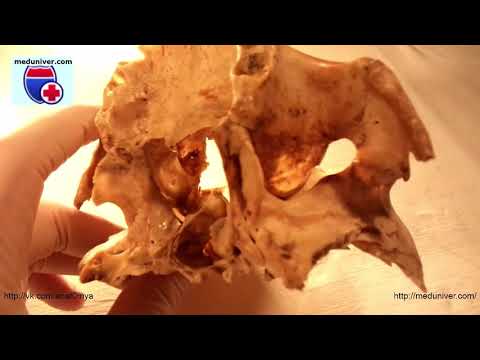 Palatine bone anatomy - meduniver.com