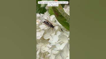 Paper wasp not sharing with an ant #nature #pollinators