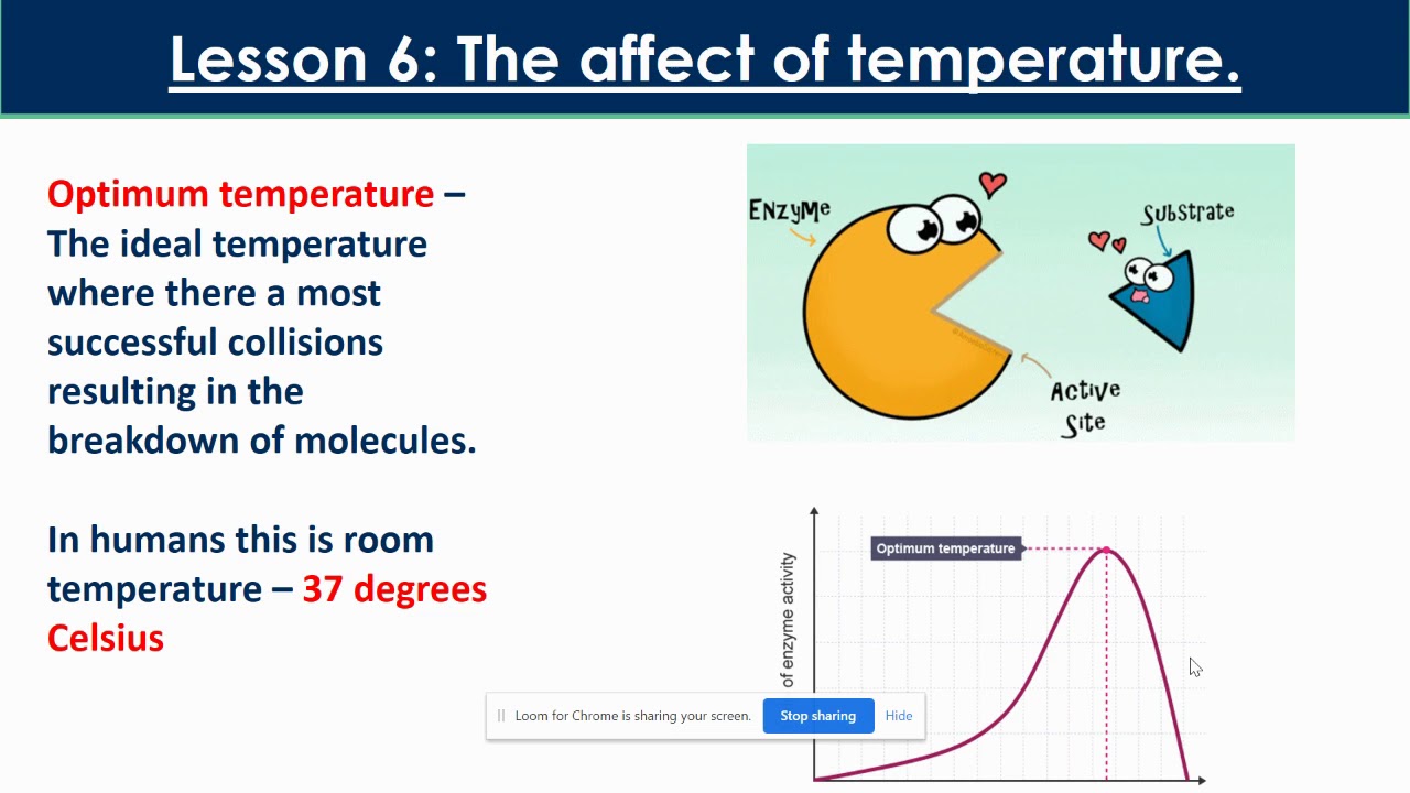 Graph to show the Effect of temperature on Enzyme activity in Humans. Effect o