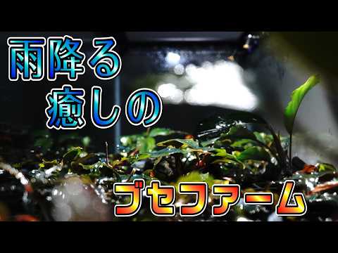 Bucephalandra] Using a mist system to create the ultimate