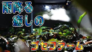 Bucephalandra] Using a mist system to create the ultimate