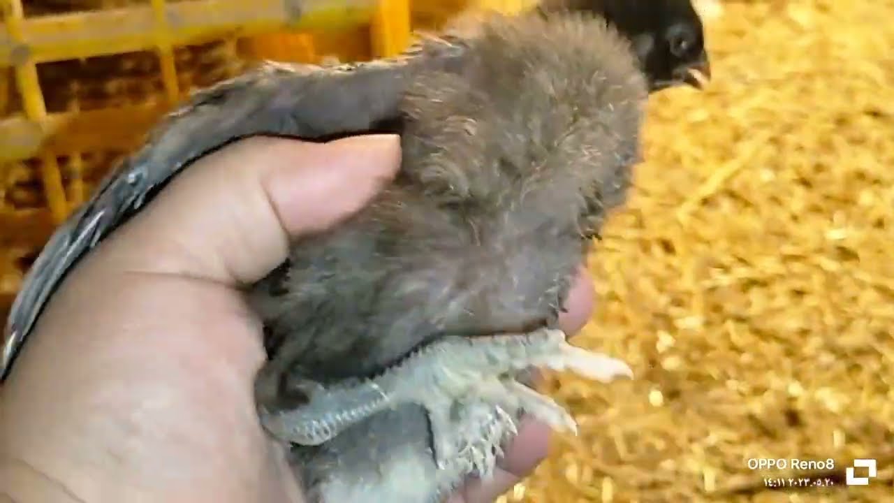 الفرق بين الكتكوت الجميزة للحم والفرق بين الجميزة للبيض وافضل كتكوت لحم وبيض هو ده