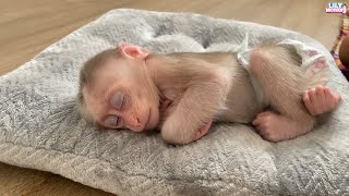 Dad lulls baby monkey Lily to sleep so sweet