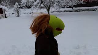 Höjdarna Lipton Gosedjur På Promenad I Snön