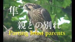 Falcon at the time of Parting『隼・別れの時』