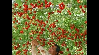 Năng suất không tưởng của giống cà chua sai quả nhất thế giới Heirloom