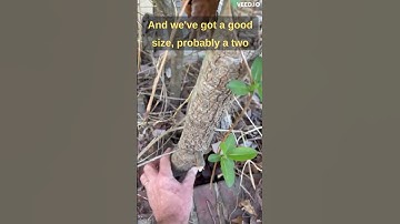 Tree Roots Will Cause Trouble
