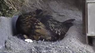 Eagle Owl Dof, Denmark 2018-04-24