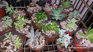 como arreglo mis plantas para la venta mi pequeño invernadero