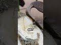 صاحب الحصان انقذه من المسمار 