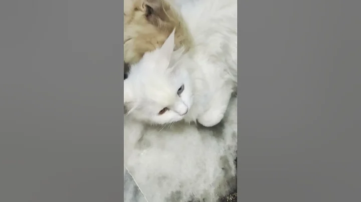 Video 11019121: cute turkish angora cat