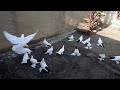 Бойные голуби, в Гостях у Гии, Грузия, Тбилиси, 20.11.19, Roller pigeons