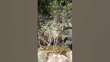 CÂY RỪNG ĐỘC LẠ QUÝ HIẾM TRONG RỪNG SÂU TÂY NGUYÊN