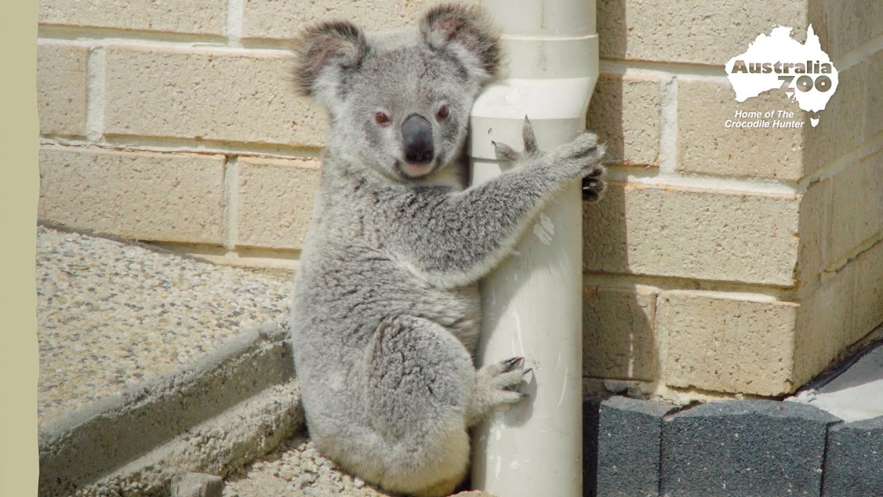 Spotlight on the Koala - Wilderness Australia