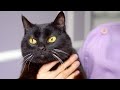 A black cat full of cuteness that will bring you love and good luck! 😻🛁✂️❤️