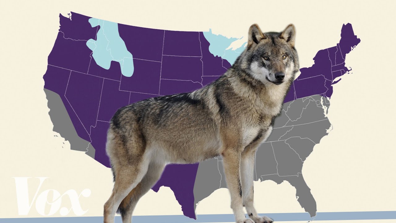 Is the gray wolf actually endangered? - YouTube