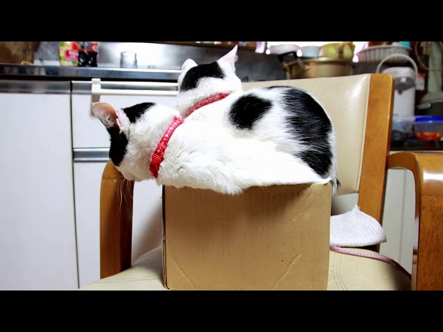 箱入りちびず 猫の箱入り　200924