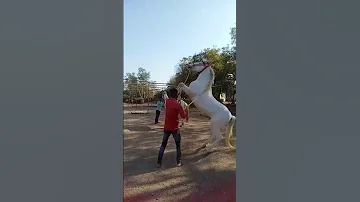 Nukro Horse Breeding 