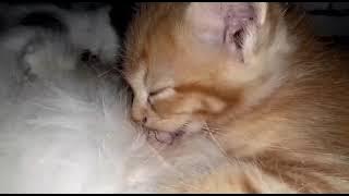 lucunya anak kucing nenen induknya