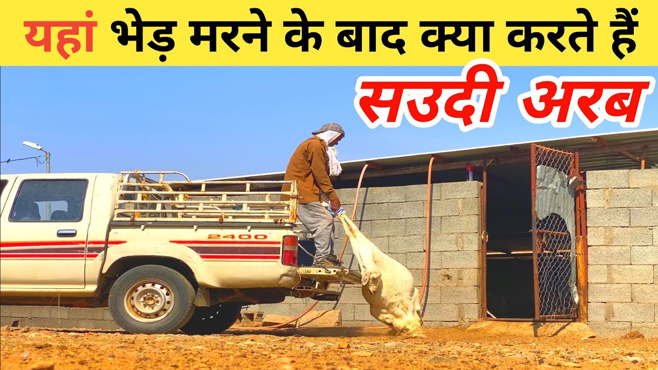 आज भेड़ मर गई | saudi arab majra | asna vlog