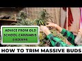 Best practices for trimming drying and curing  advice from old school cannabis grower episode 4