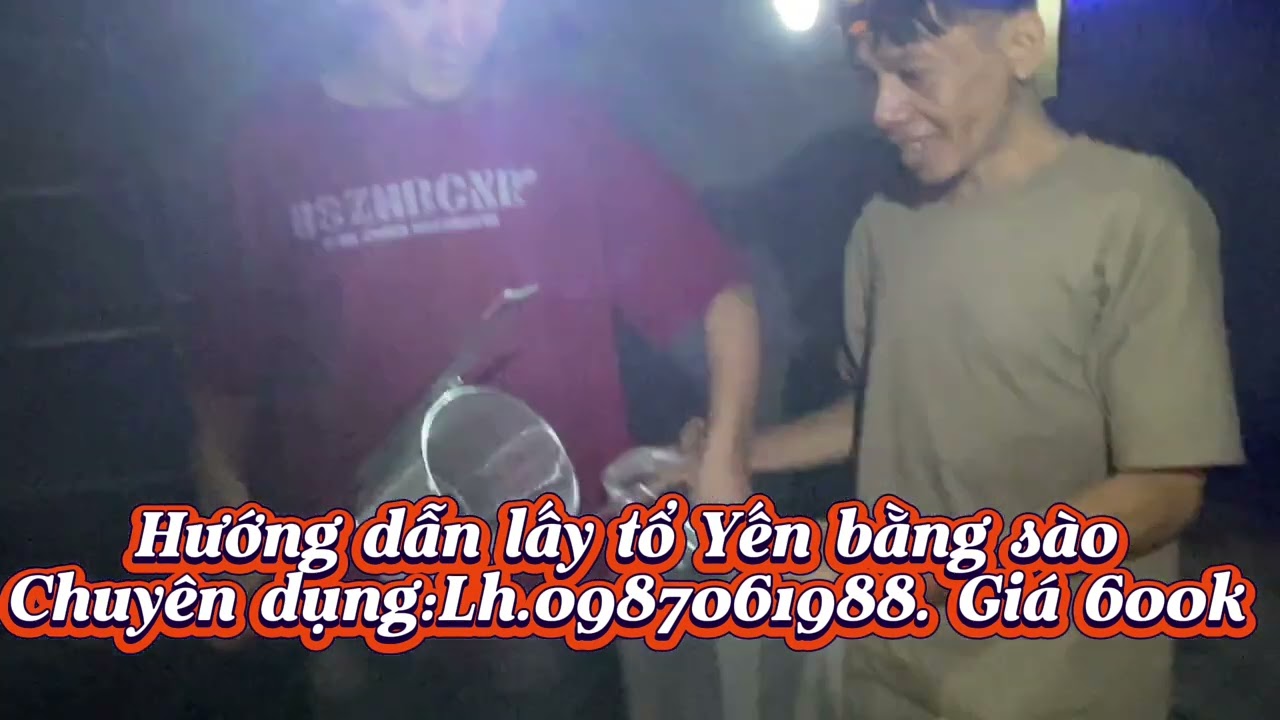 Hương dẫn khai thác tổ Yến bằng sào chuyên dụng tại Tây Ninh|bí kíp nhà Yến thành công|Lh.0987061988