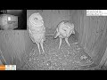 Female barn owl gets very happy that male arrives