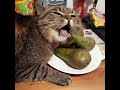 Животные едят фрукты