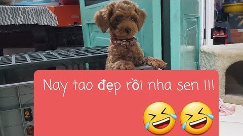 Cạo lông cho Poodle bao nhiêu tiền