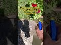 PROVA QUESTO PRODOTTO CHE TROVI SUL CANALE CONTRO LA FARFALLINA DEL GERANIO MAI PIÙ TRUCCHI SVUOTATI
