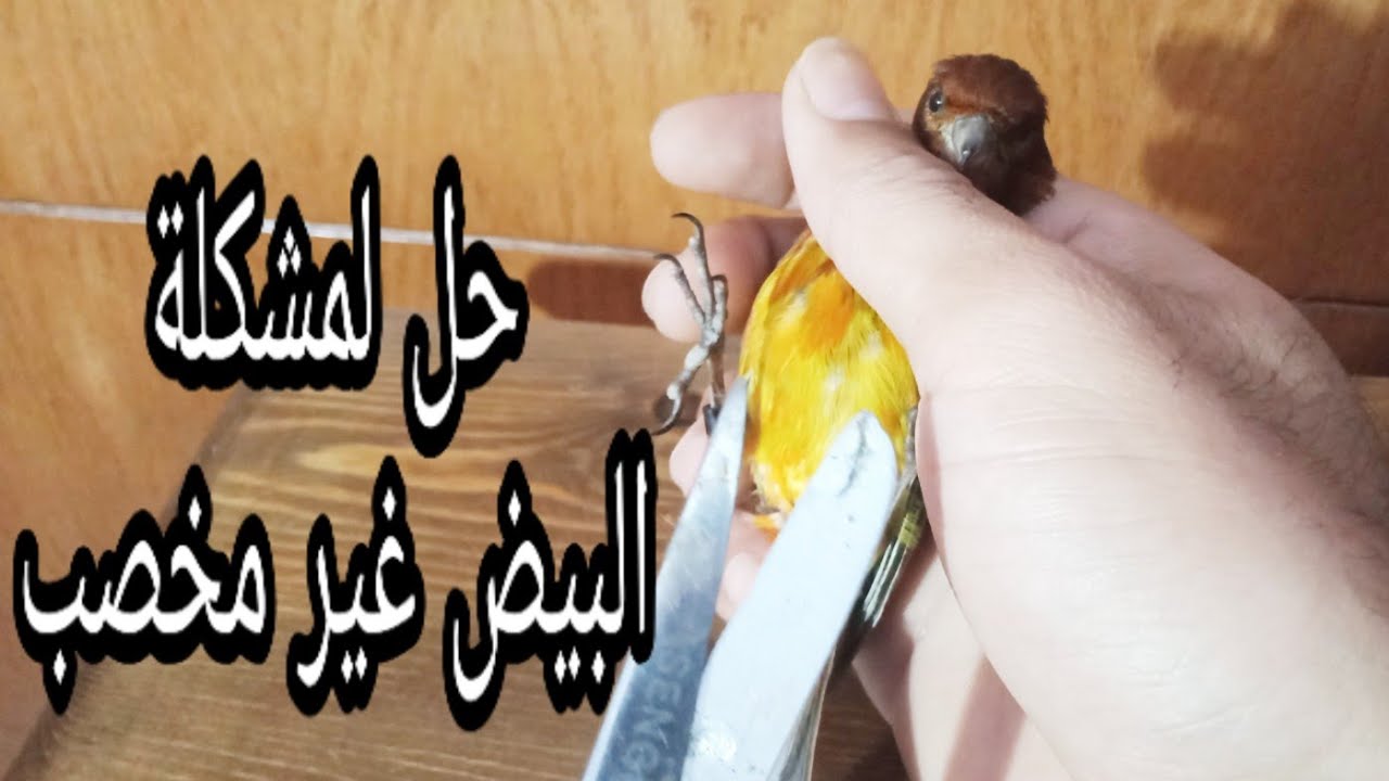 طريقة قص الريش المحيط بالجهاز التناسلي لذكر الكناري تفاديا لمشكلة البيض غير مخصب