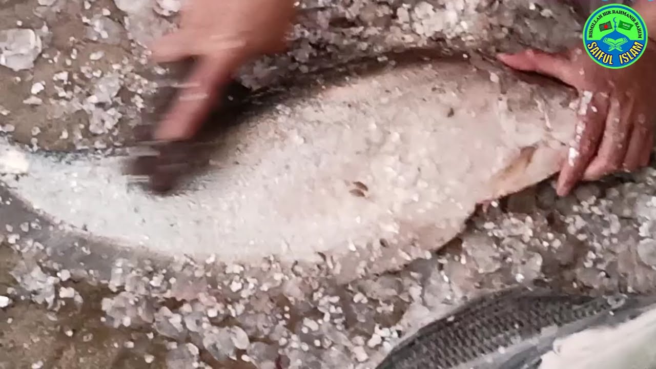 Traditional Style চিতল মাছ কাটা | Village Style Chitol Fish Cutting ...