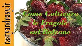 COME COLTIVARE LE FRAGOLE SUL BALCONE DI CASA