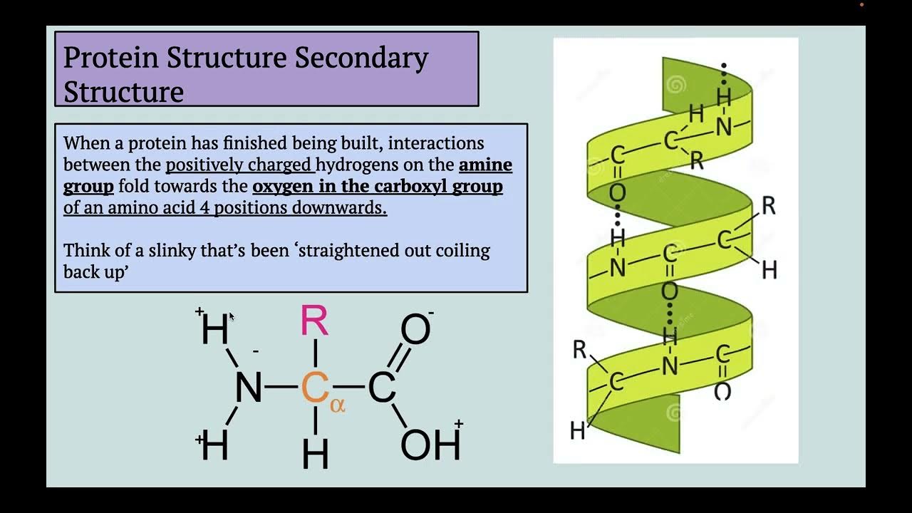 Protein Structure Overview YouTube