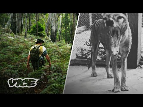 Did This Man Find The Extinct Tasmanian Tiger?