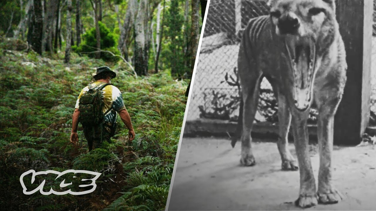 Did This Man Find The Extinct Tasmanian Tiger?