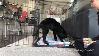Crate training a puppy! by Kate Friedl 108 views 6 years ago 1 minute, 15 seconds